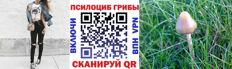 Галлюциногенные грибы Psilocybe  Туран 